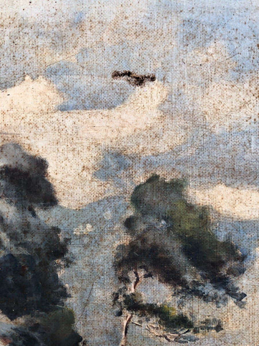 Pines On The Coast, Oil On Canvas, Early 20th Century -photo-1