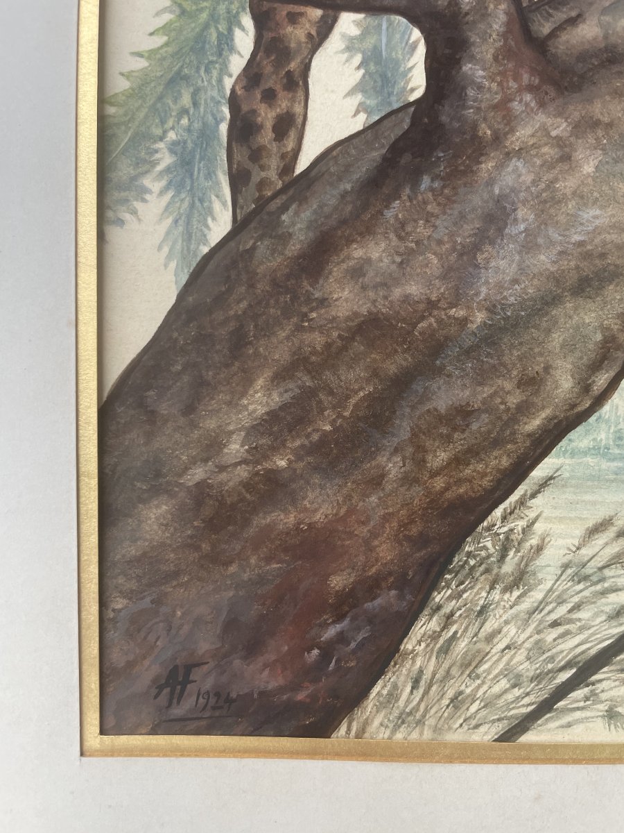 Jaguar Sur Une Branche, Aquarelle Et Gouache, Monogramme AF 1924-photo-4