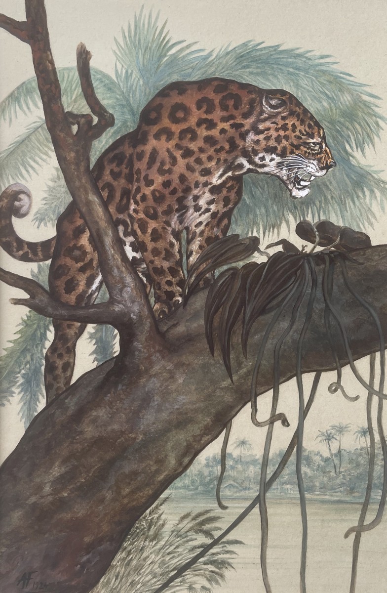 Jaguar Sur Une Branche, Aquarelle Et Gouache, Monogramme AF 1924