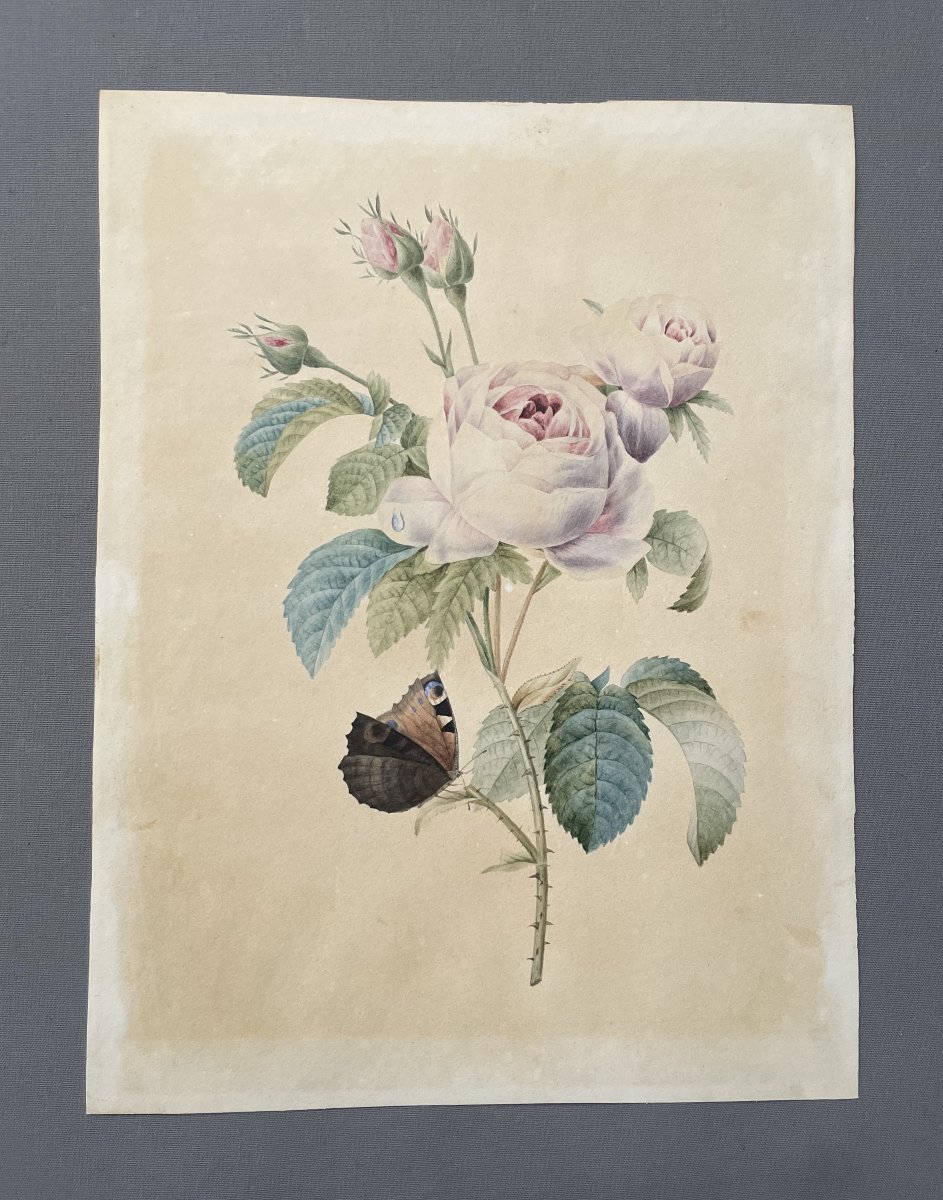 Papillon sur une rose, Aquarelle contresignée Cordier et datée 1829-photo-2