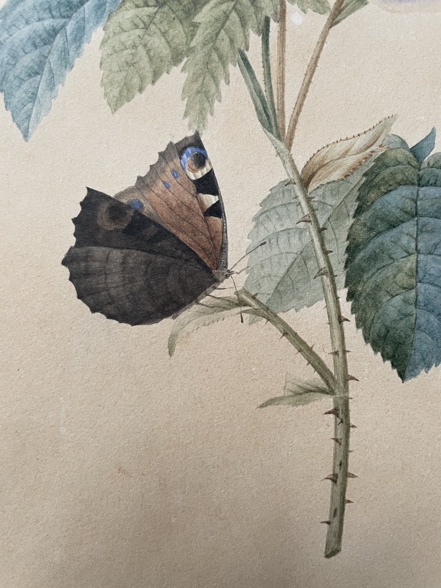 Papillon sur une rose, Aquarelle contresignée Cordier et datée 1829-photo-4