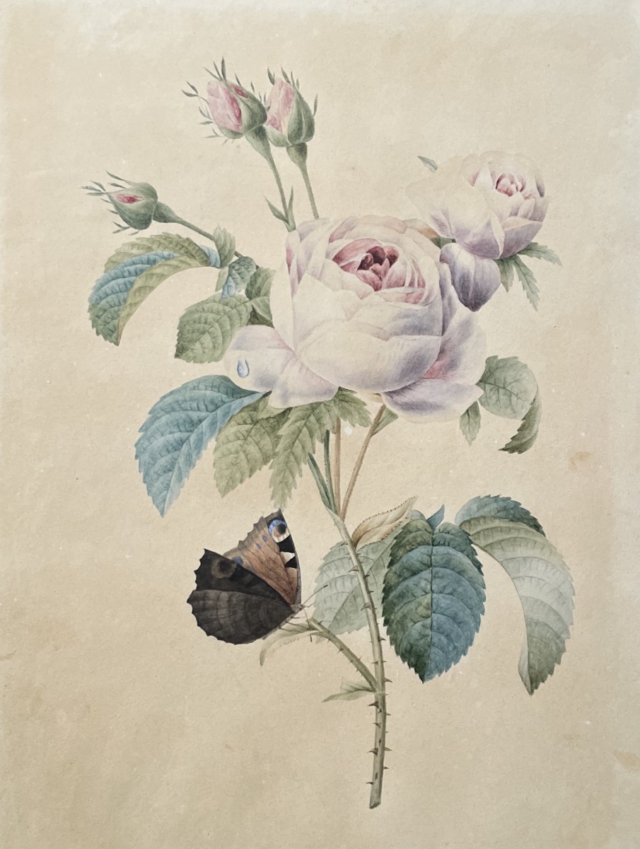 Papillon sur une rose, Aquarelle contresignée Cordier et datée 1829