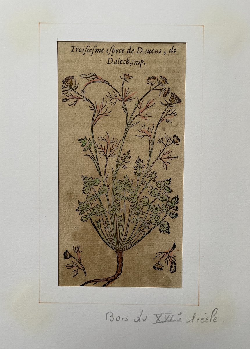 Botany, Two Engravings, 16th Century-photo-3