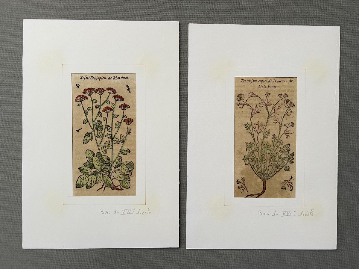 Botany, Two Engravings, 16th Century