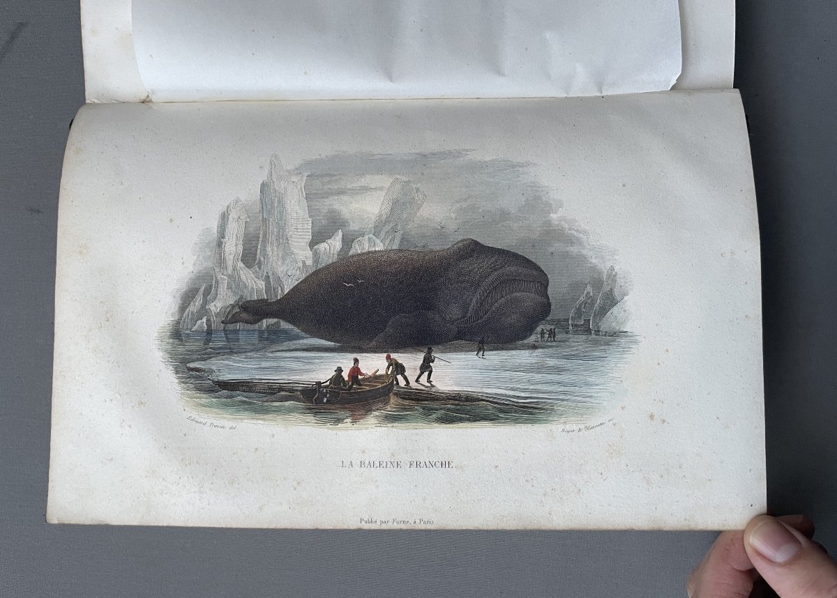 Natural History Of Lacépède: Cetaceans, Oviparous Quadrupeds, Snakes And Fish-photo-2