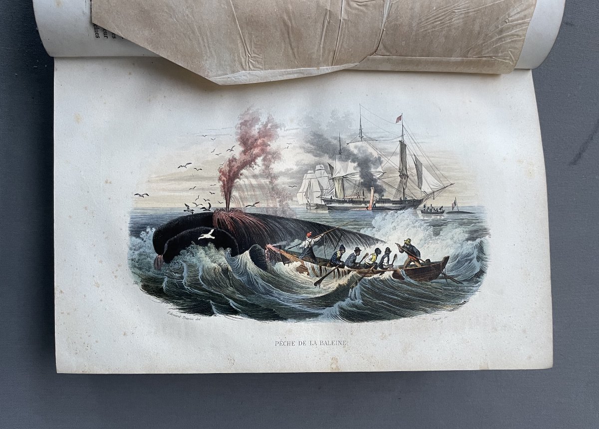 Natural History Of Lacépède: Cetaceans, Oviparous Quadrupeds, Snakes And Fish-photo-3