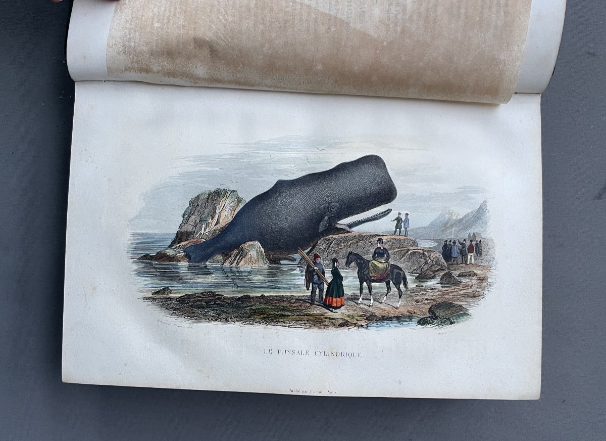 Natural History Of Lacépède: Cetaceans, Oviparous Quadrupeds, Snakes And Fish-photo-4