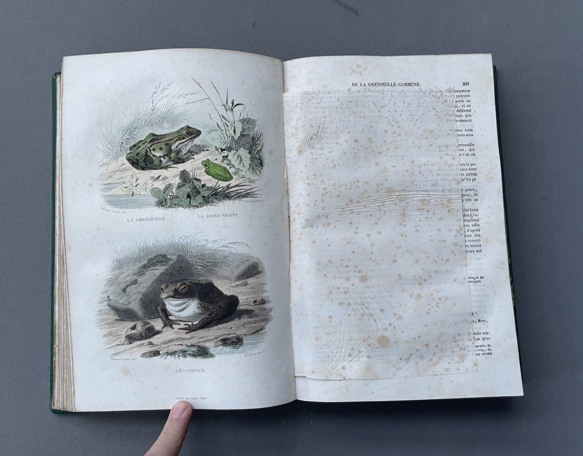 Natural History Of Lacépède: Cetaceans, Oviparous Quadrupeds, Snakes And Fish-photo-1