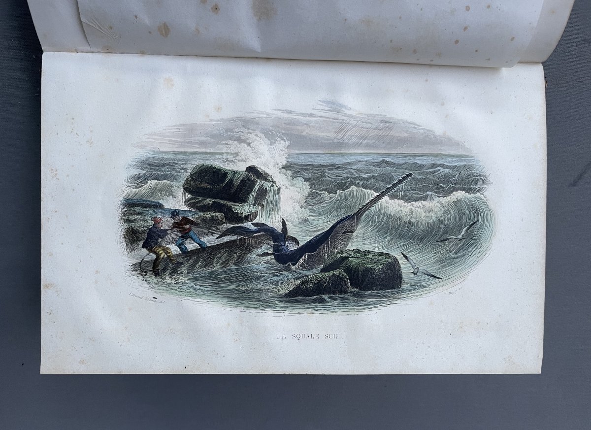 Natural History Of Lacépède: Cetaceans, Oviparous Quadrupeds, Snakes And Fish-photo-2