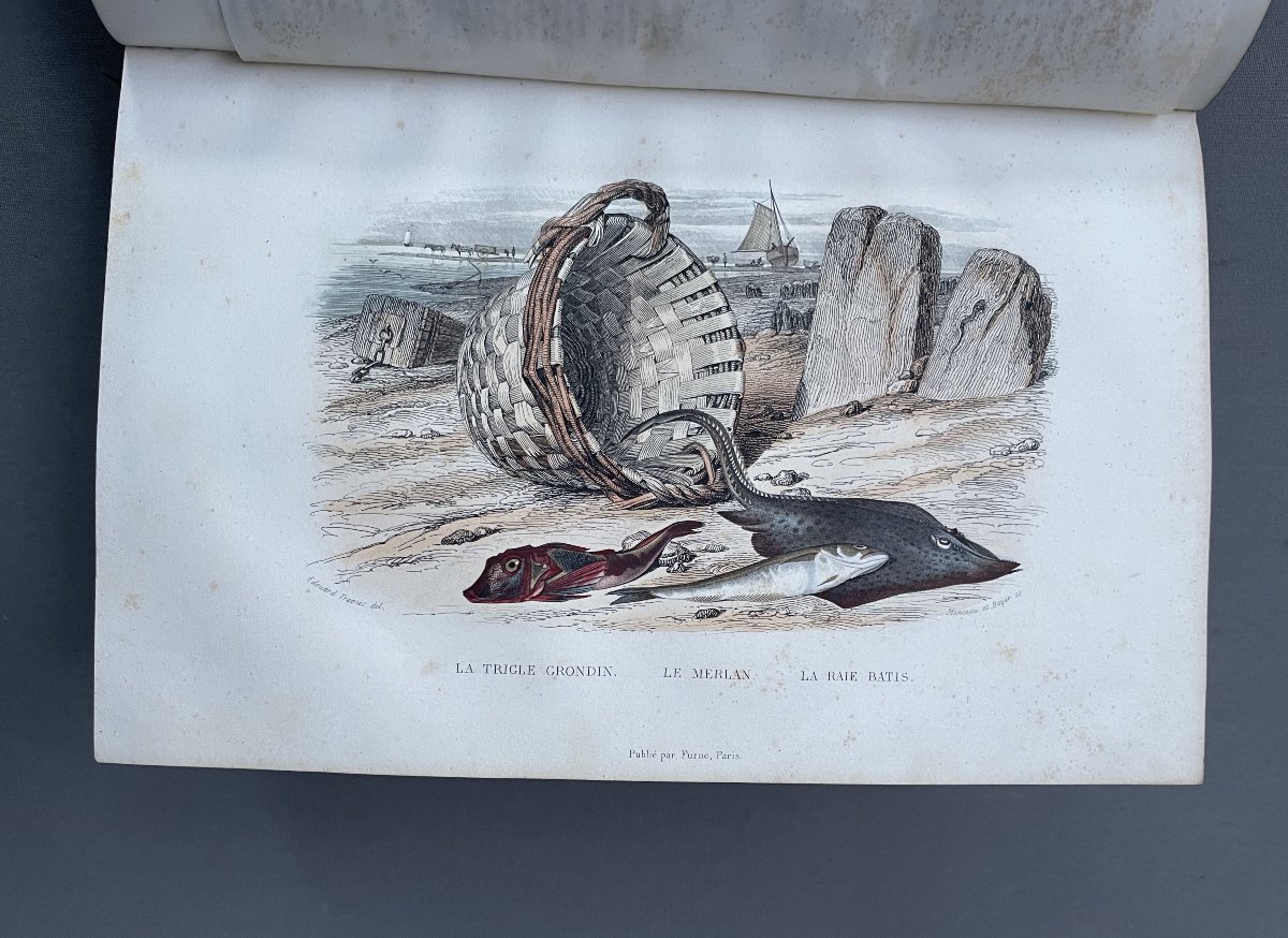 Natural History Of Lacépède: Cetaceans, Oviparous Quadrupeds, Snakes And Fish-photo-5