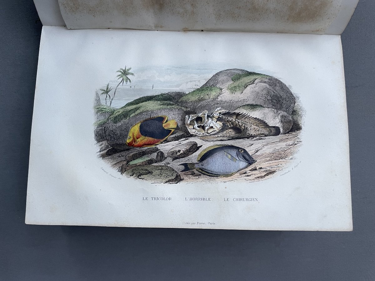 Natural History Of Lacépède: Cetaceans, Oviparous Quadrupeds, Snakes And Fish-photo-6