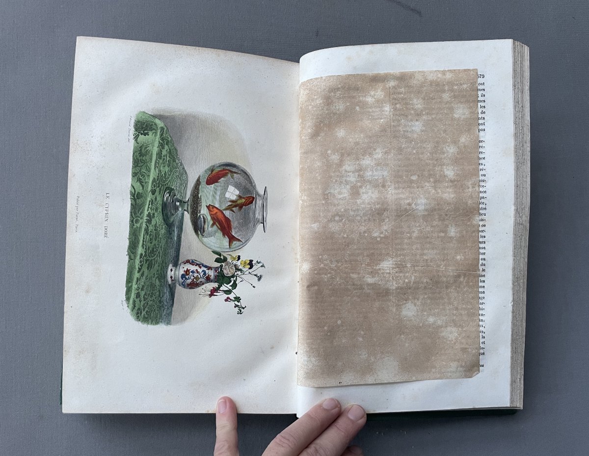 Natural History Of Lacépède: Cetaceans, Oviparous Quadrupeds, Snakes And Fish-photo-7