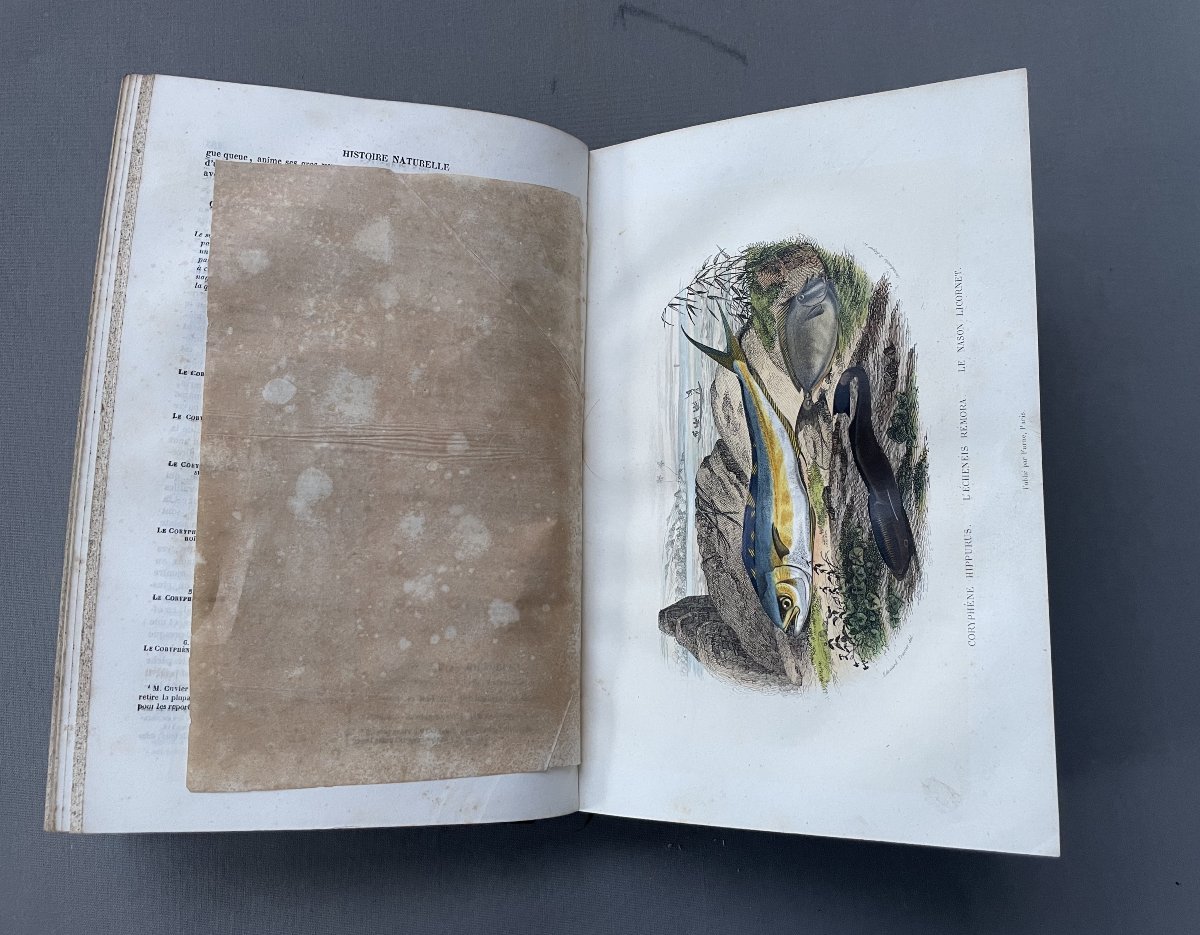 Natural History Of Lacépède: Cetaceans, Oviparous Quadrupeds, Snakes And Fish-photo-8