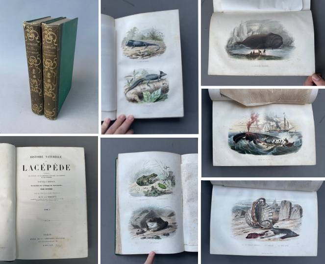 Natural History Of Lacépède: Cetaceans, Oviparous Quadrupeds, Snakes And Fish