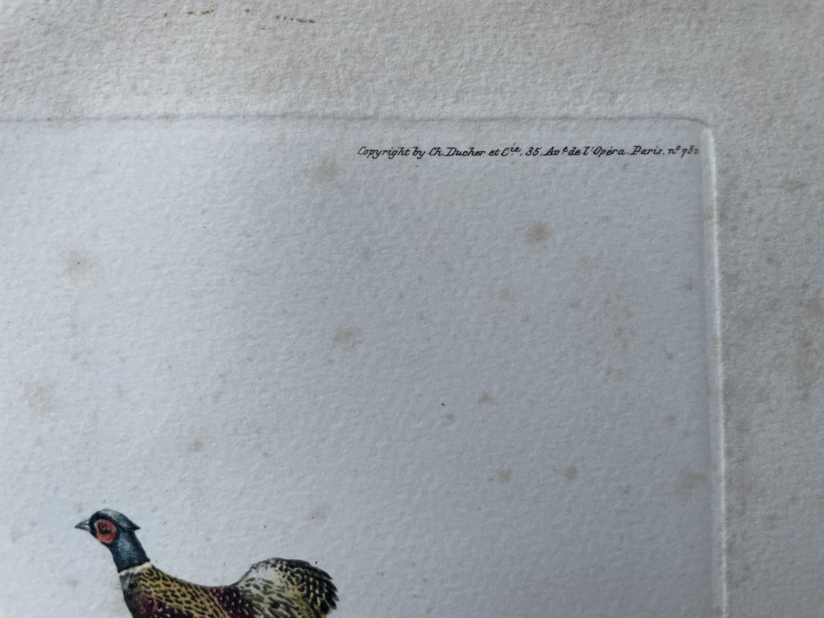 Riab, chiens de chasse, gravure-photo-3