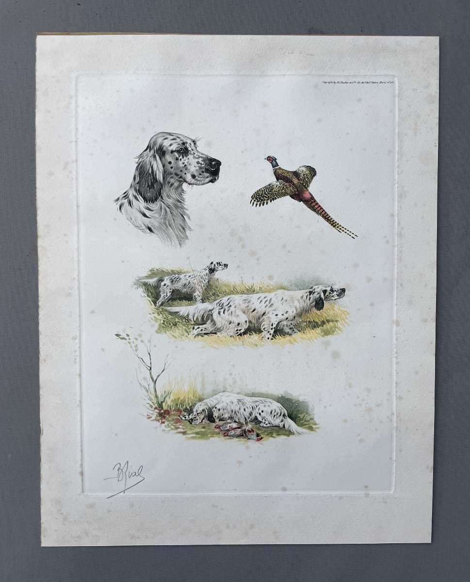 Riab, chiens de chasse, gravure