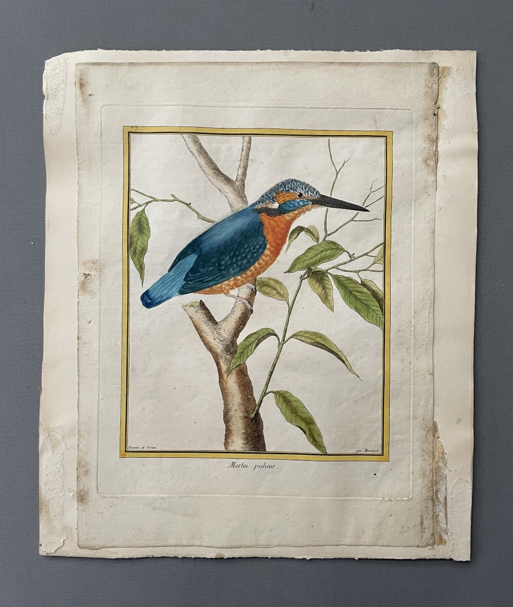 Martin pêcheur, gravure par Martinet-photo-2