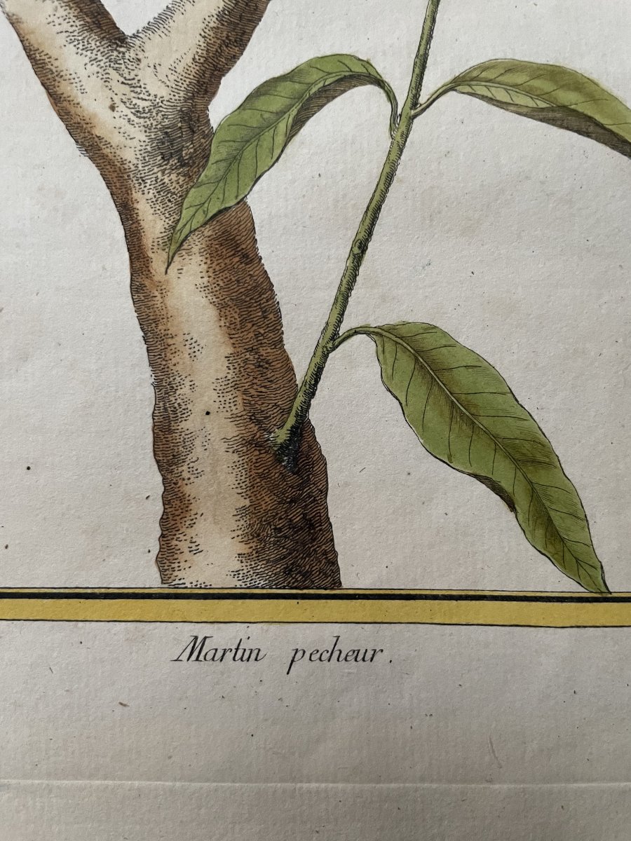 Martin pêcheur, gravure par Martinet-photo-3