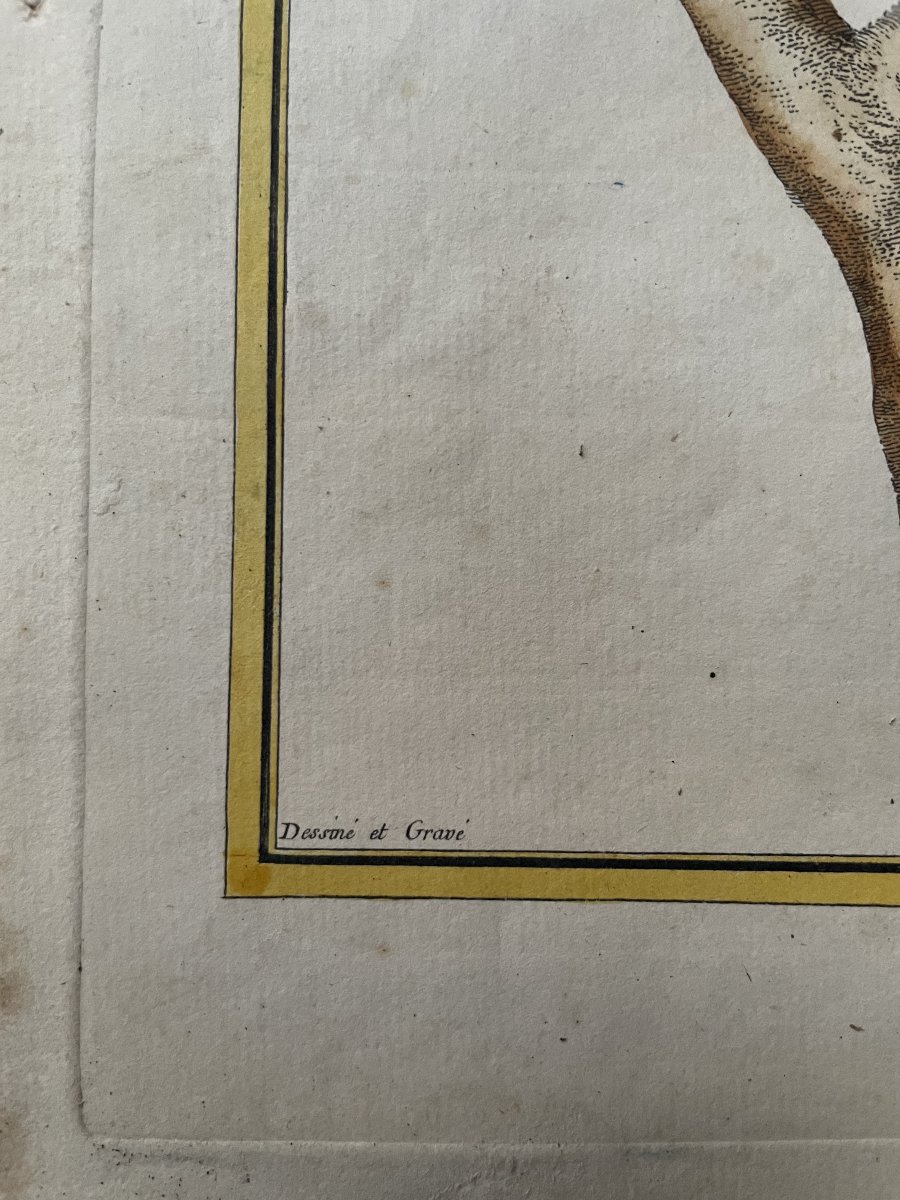 Martin pêcheur, gravure par Martinet-photo-4