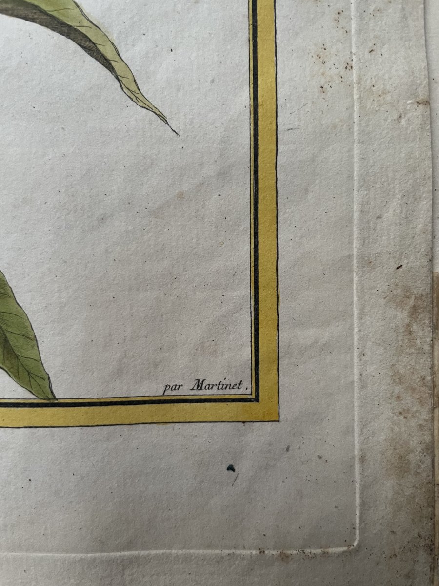 Martin pêcheur, gravure par Martinet-photo-1