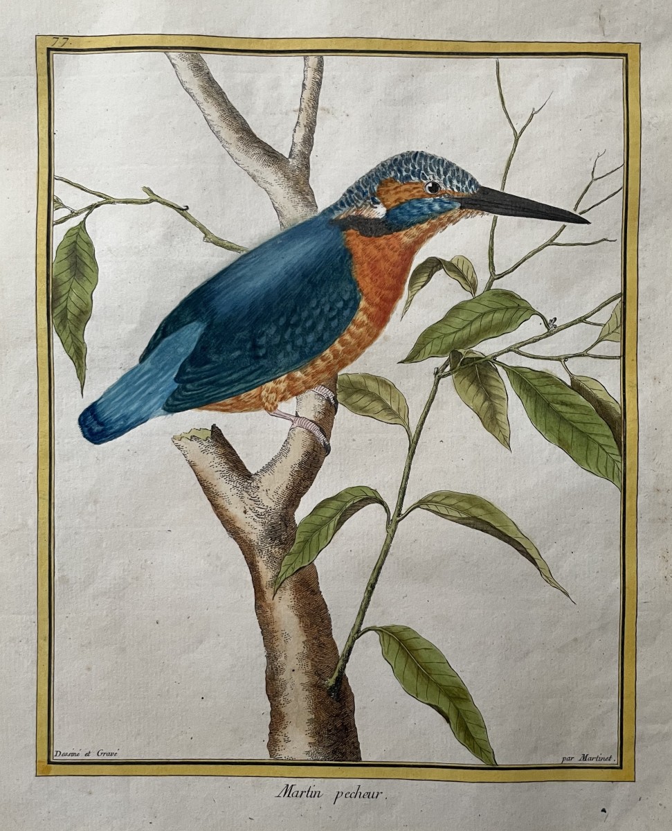 Martin pêcheur, gravure par Martinet