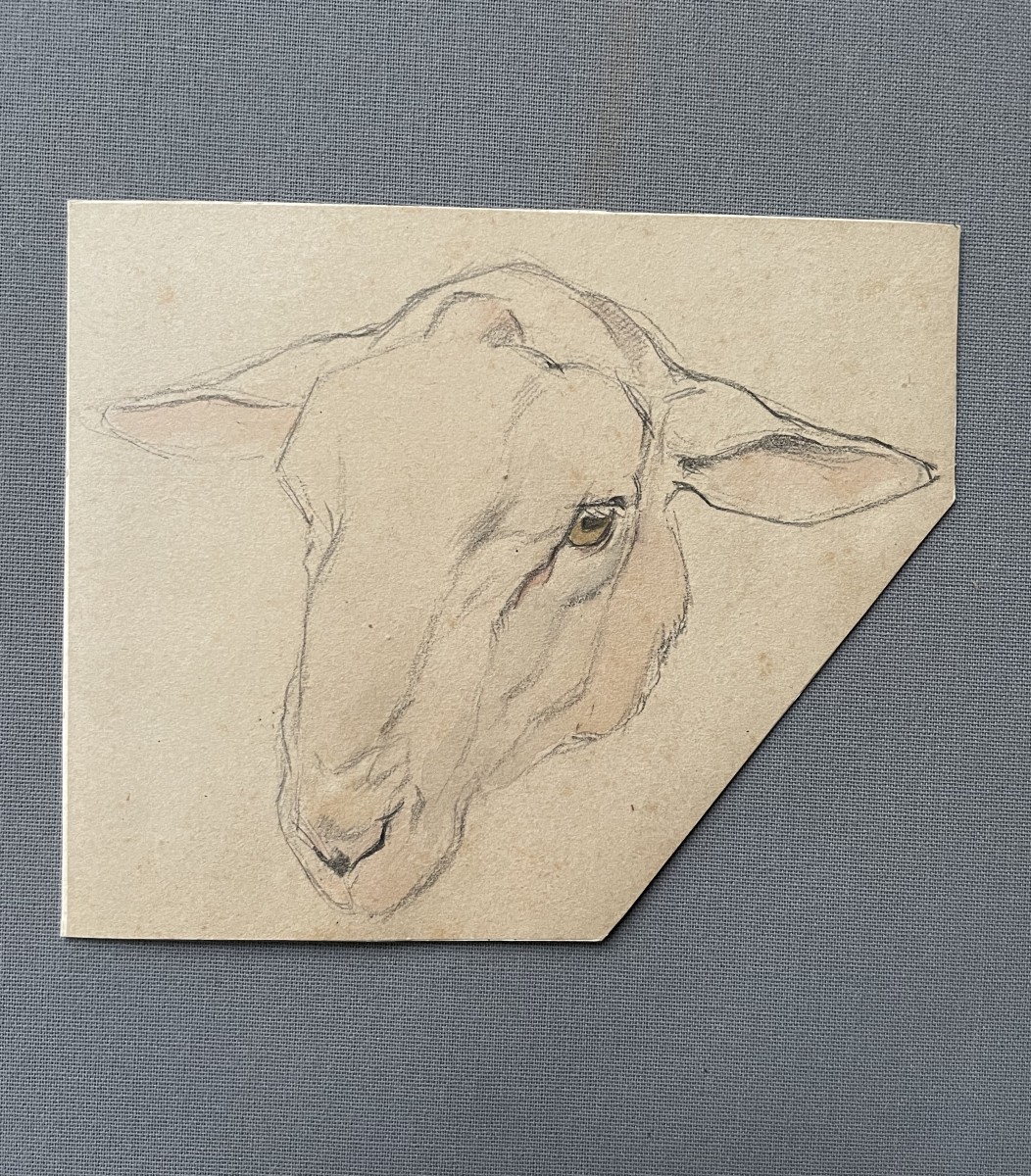 Tête de mouton, dessin attribué à Ferdinand Oger