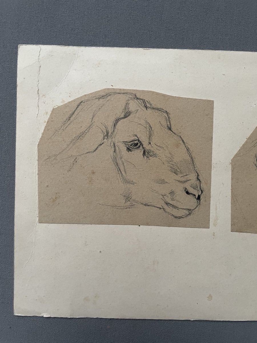 Têtes de mouton, dessin attribué à Ferdinand Oger-photo-2