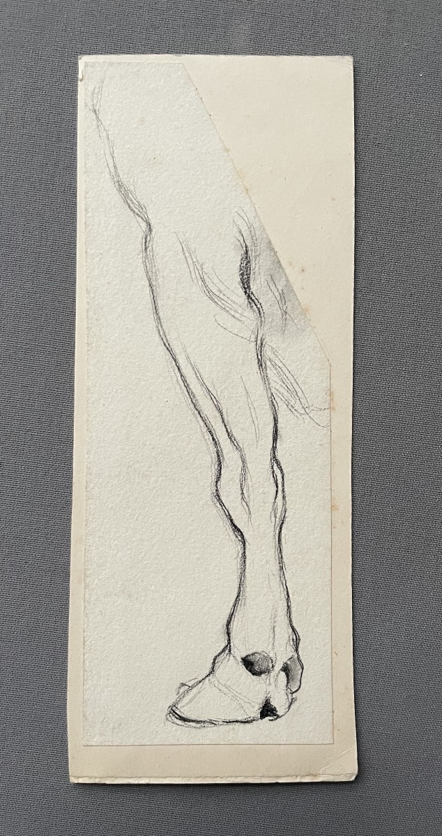Cow's Hoof, Drawing Attributed To Ferdinand Oger 
