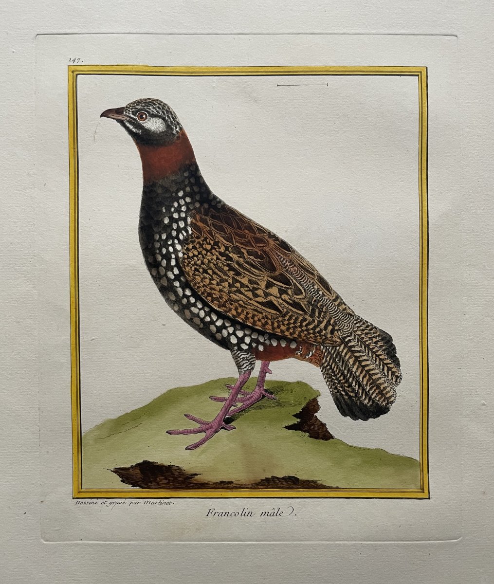 Male Francolin, Engraving By Martinet, Vintage Print-photo-2