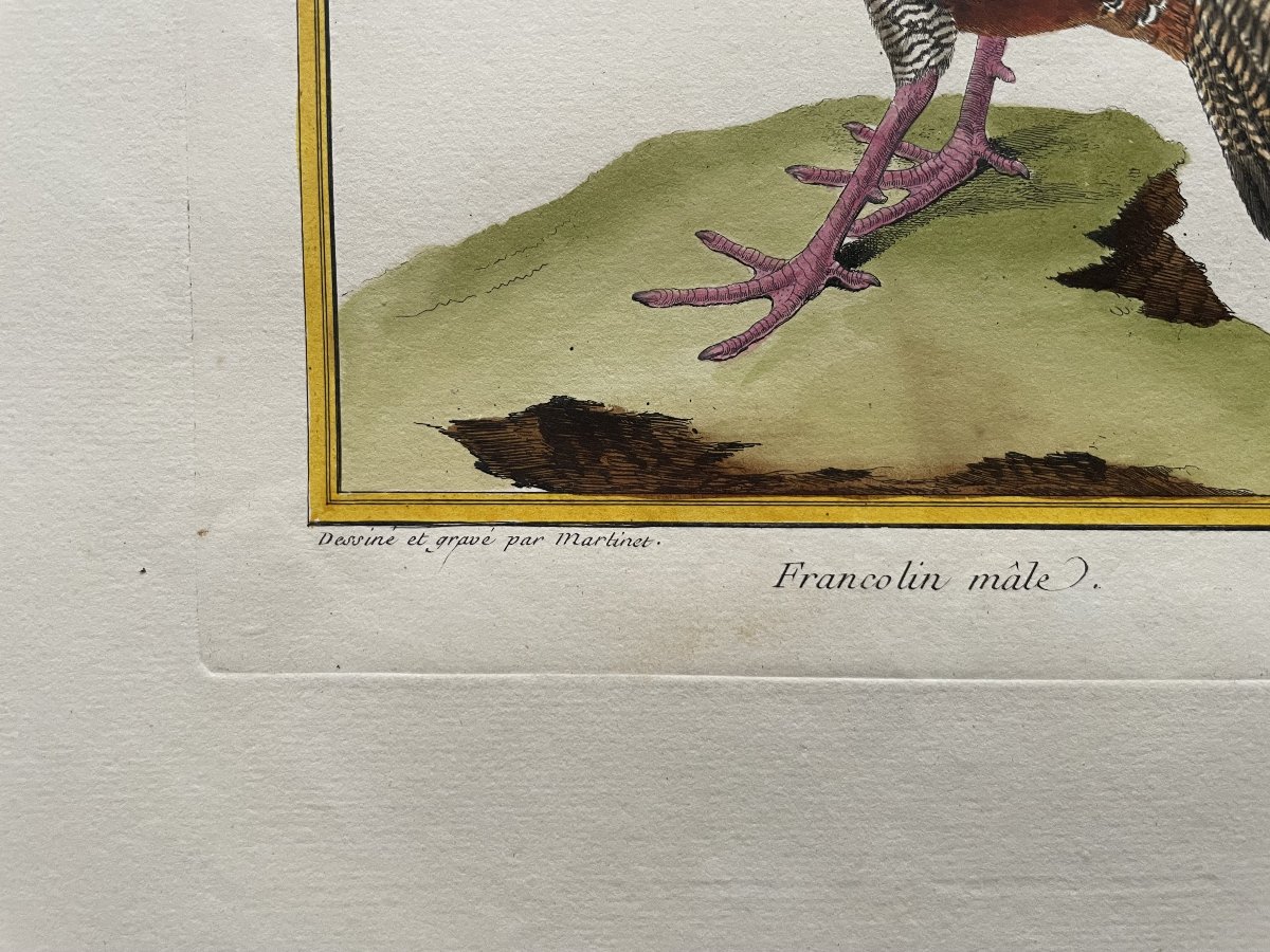 Male Francolin, Engraving By Martinet, Vintage Print-photo-3