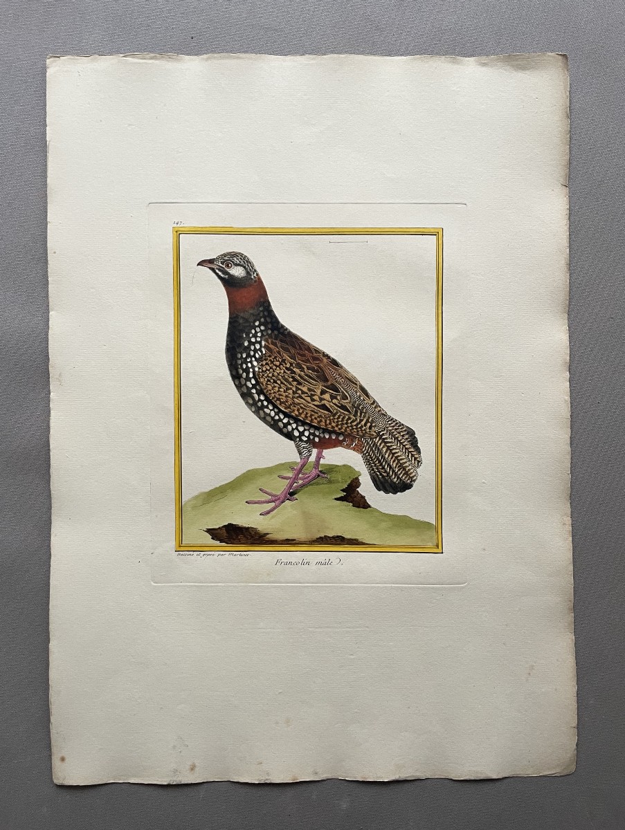 Male Francolin, Engraving By Martinet, Vintage Print