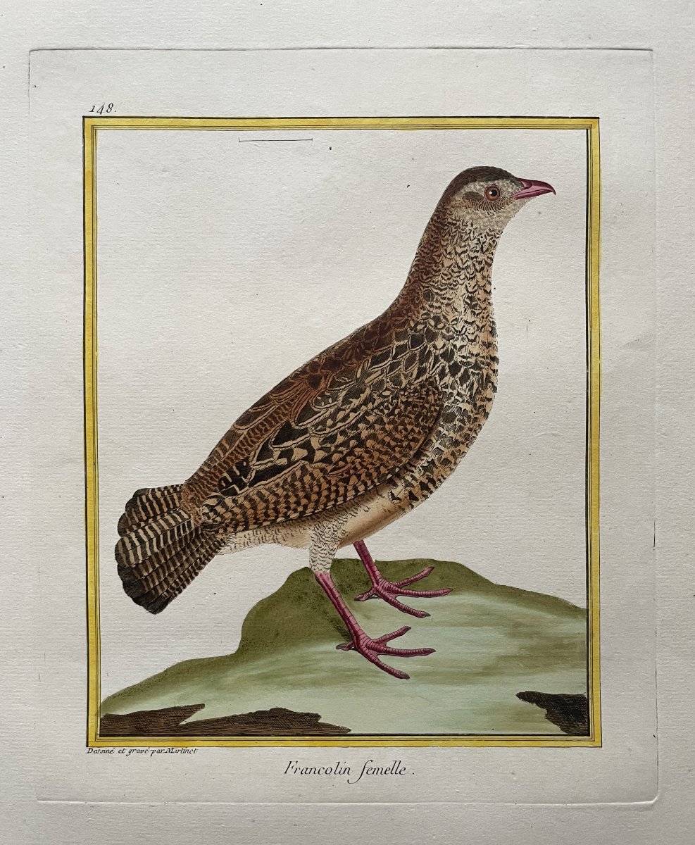 Female Francolin, Engraving By Martinet, Vintage Print-photo-2