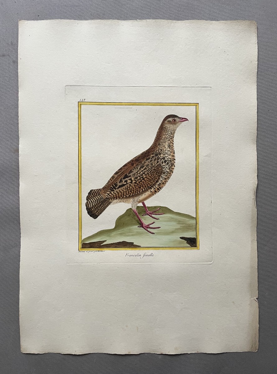 Female Francolin, Engraving By Martinet, Vintage Print