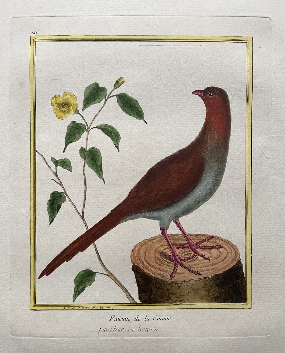 Faisan de la Guiane, gravure par Martinet, tirage d'époque-photo-2