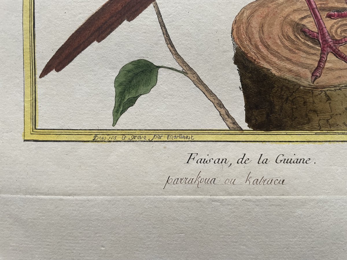 Faisan de la Guiane, gravure par Martinet, tirage d'époque-photo-3