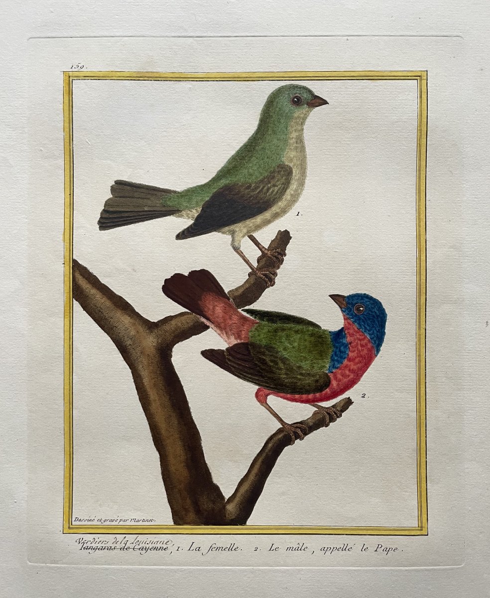 Louisiana Greenfinches, Engraving By Martinet, Vintage Print-photo-2