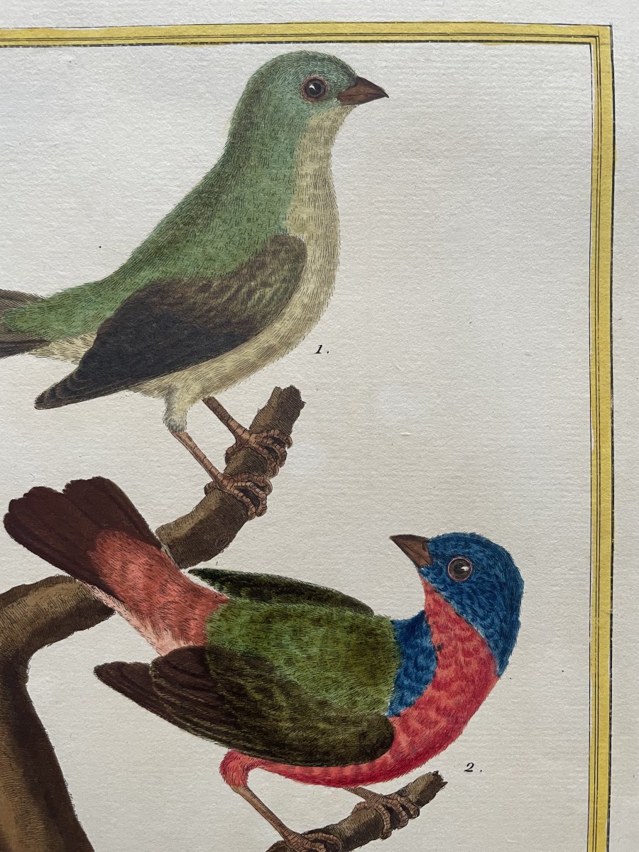 Louisiana Greenfinches, Engraving By Martinet, Vintage Print-photo-4