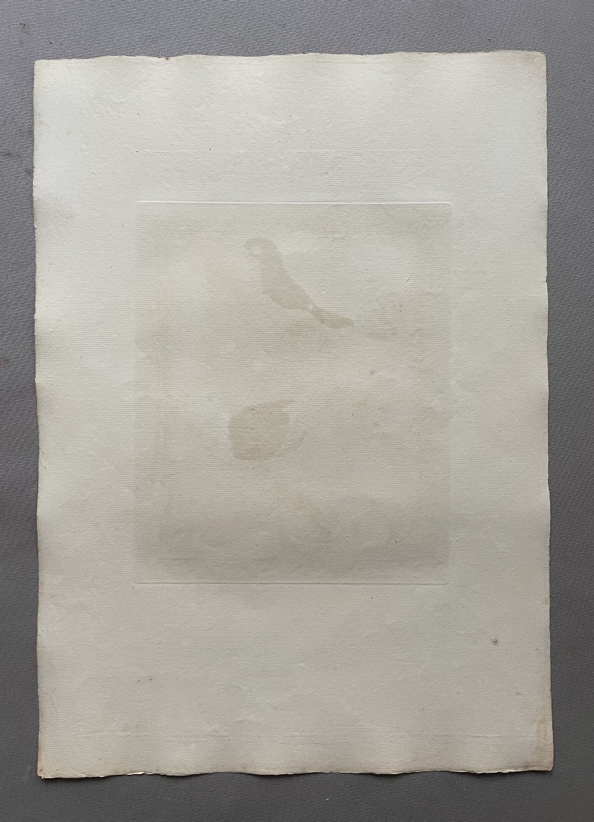 Louisiana Greenfinches, Engraving By Martinet, Vintage Print-photo-1