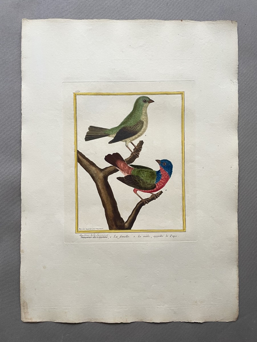 Louisiana Greenfinches, Engraving By Martinet, Vintage Print