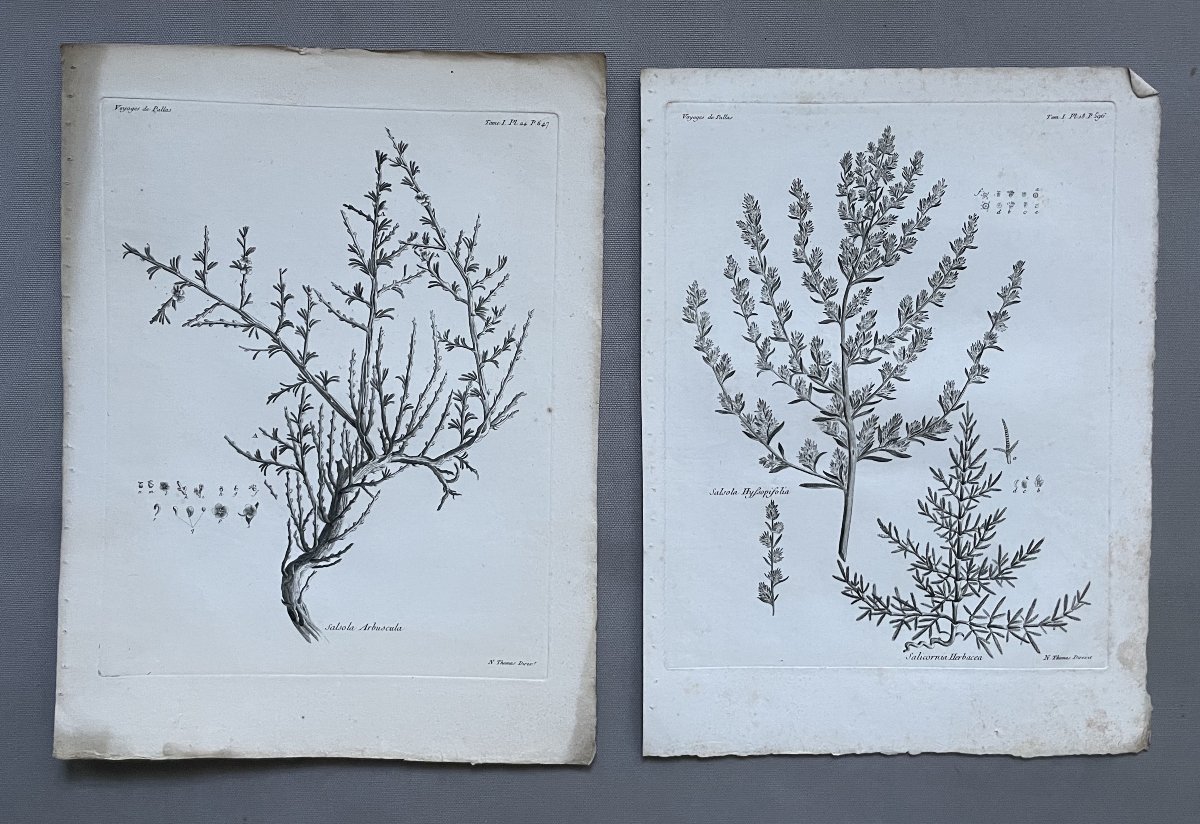 Botany, Four Engravings, 18th Century-photo-2