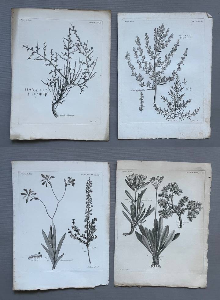 Botany, Four Engravings, 18th Century