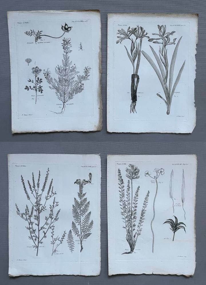 Botany, Four Engravings, 18th Century