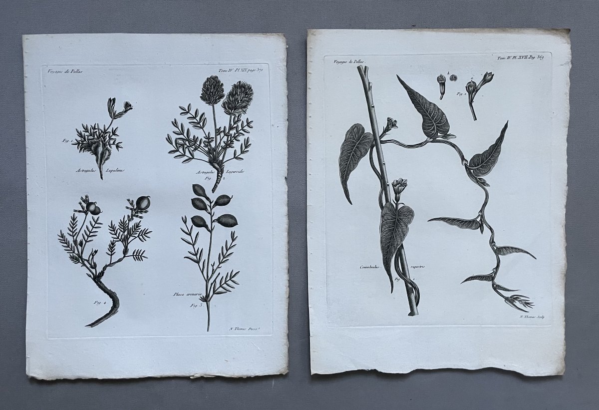 Botanique, quatre gravures, XVIIIe-photo-2