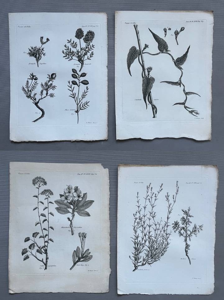 Botanique, quatre gravures, XVIIIe