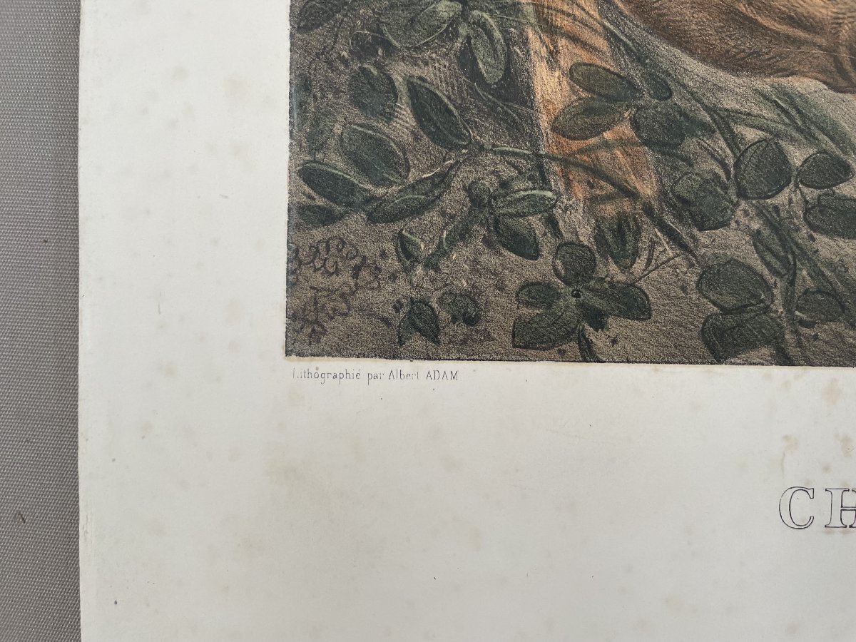 Pointing Dog And Hare, Lithograph-photo-3