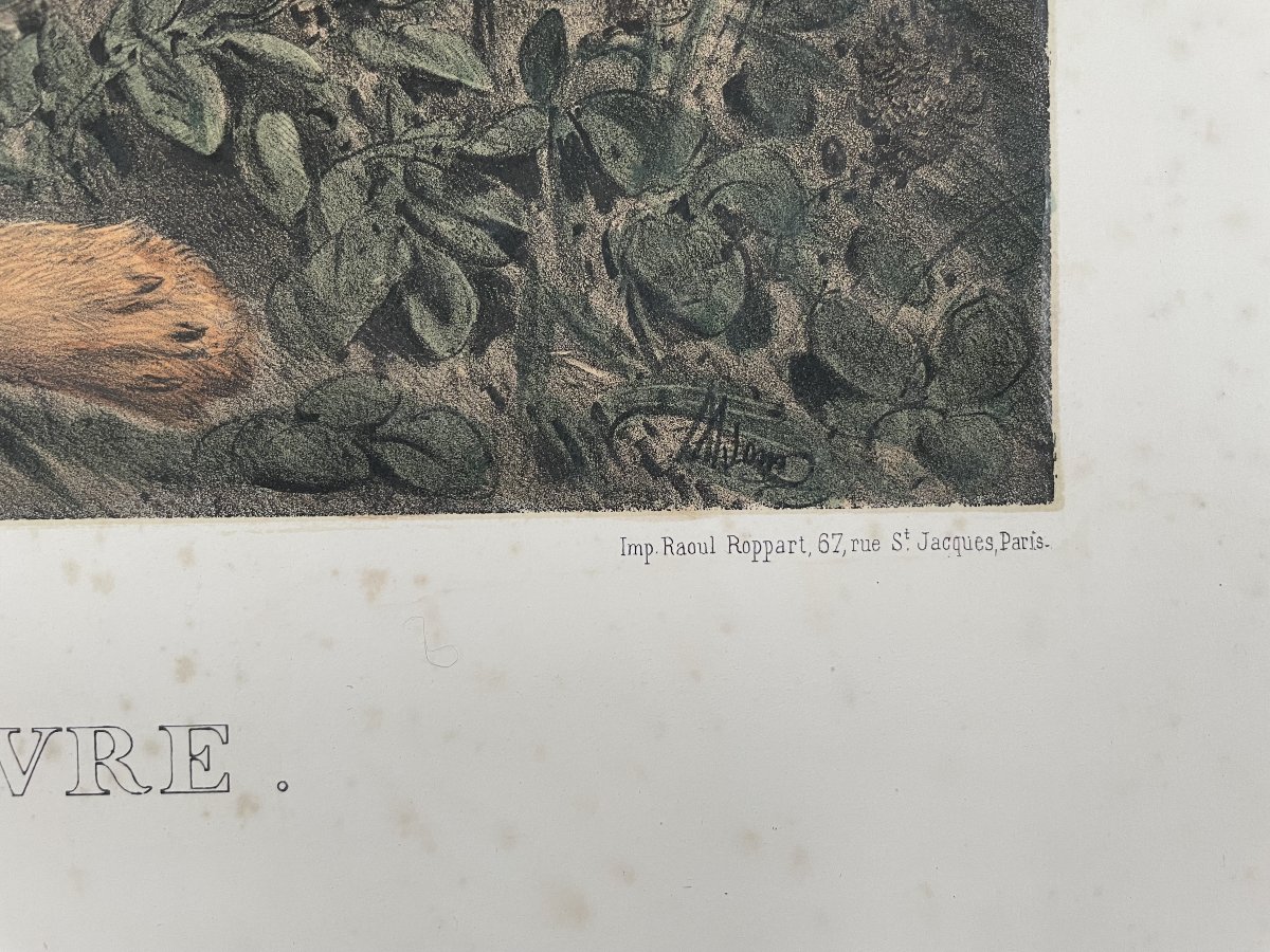 Pointing Dog And Hare, Lithograph-photo-4