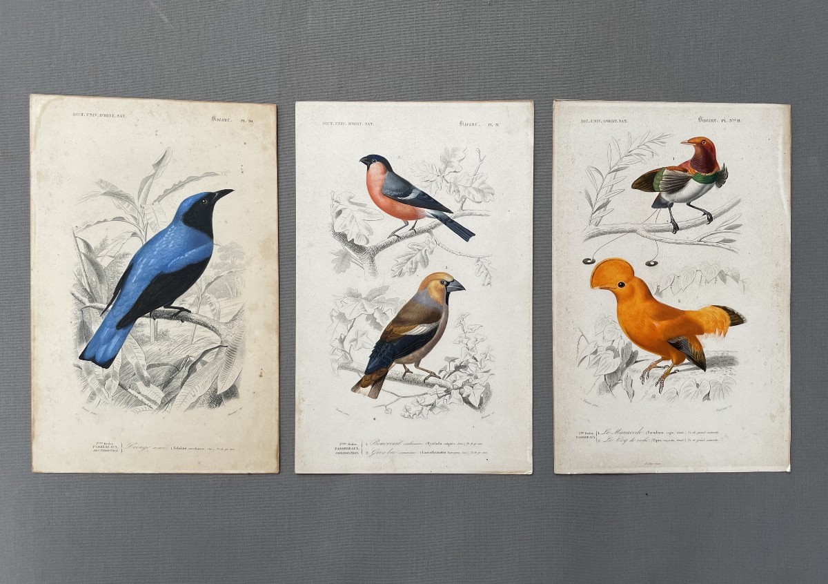Histoire Naturelle, oiseaux, trois lithographies aquarellées