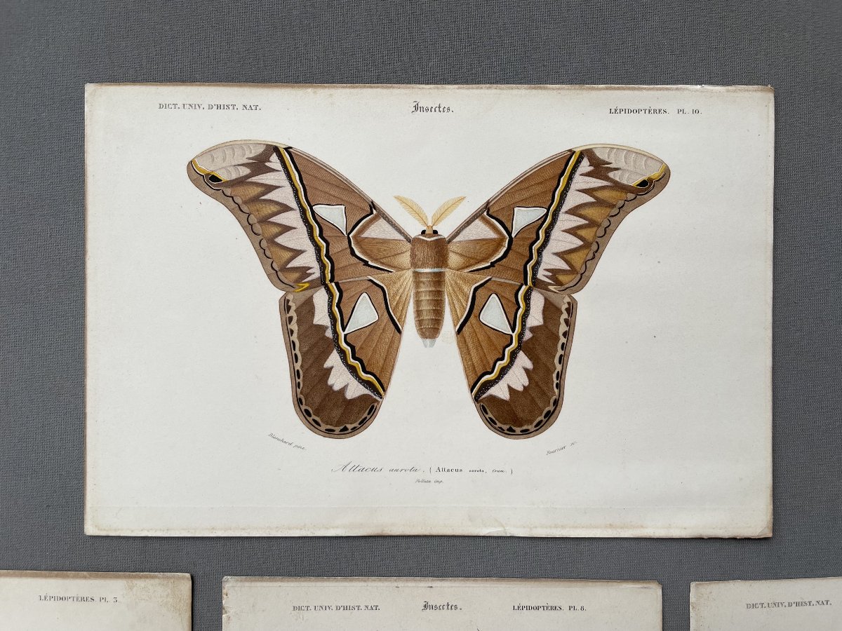 Natural History, Butterflies, Four Watercolor Lithographs-photo-2
