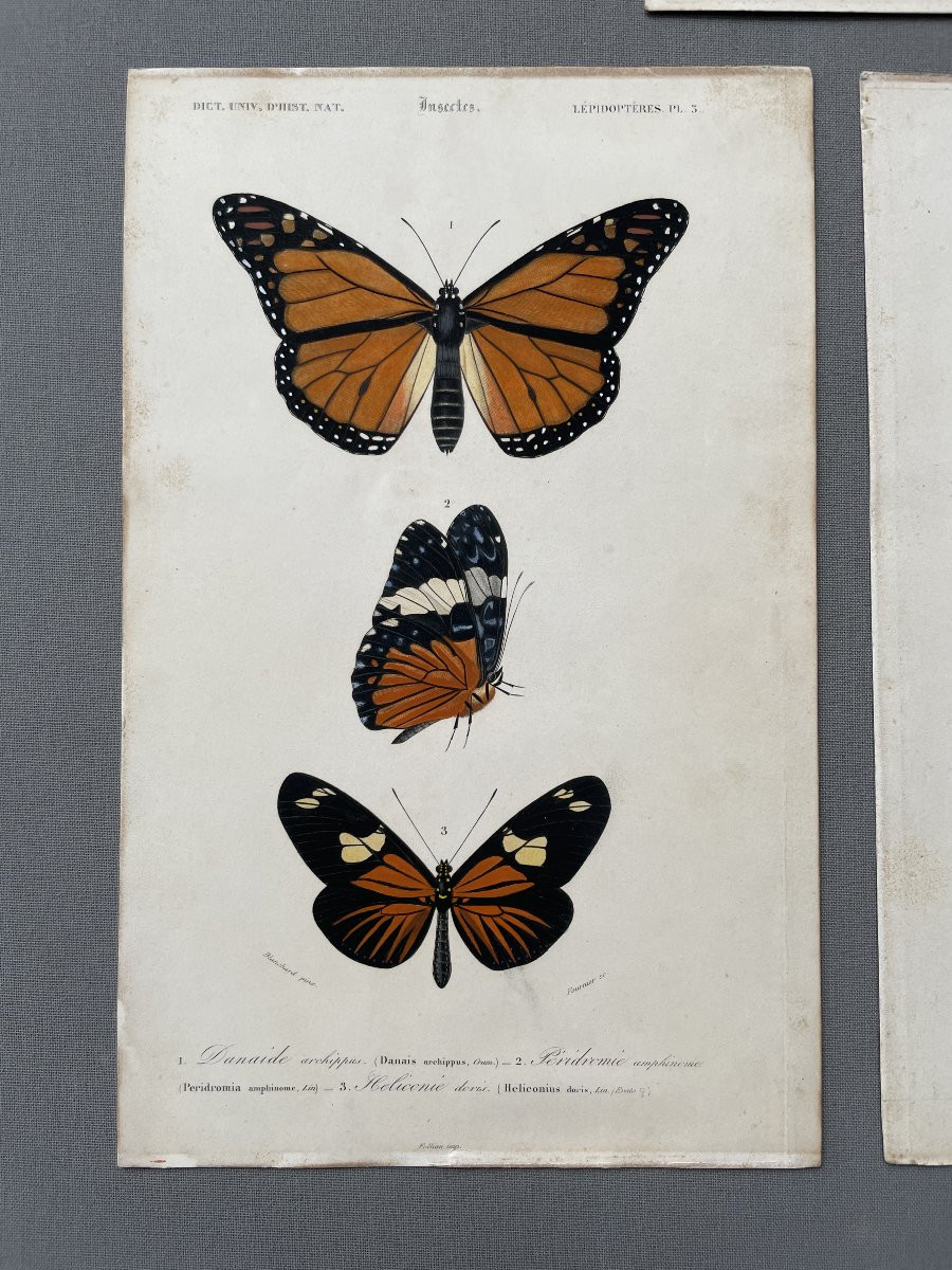 Natural History, Butterflies, Four Watercolor Lithographs-photo-3