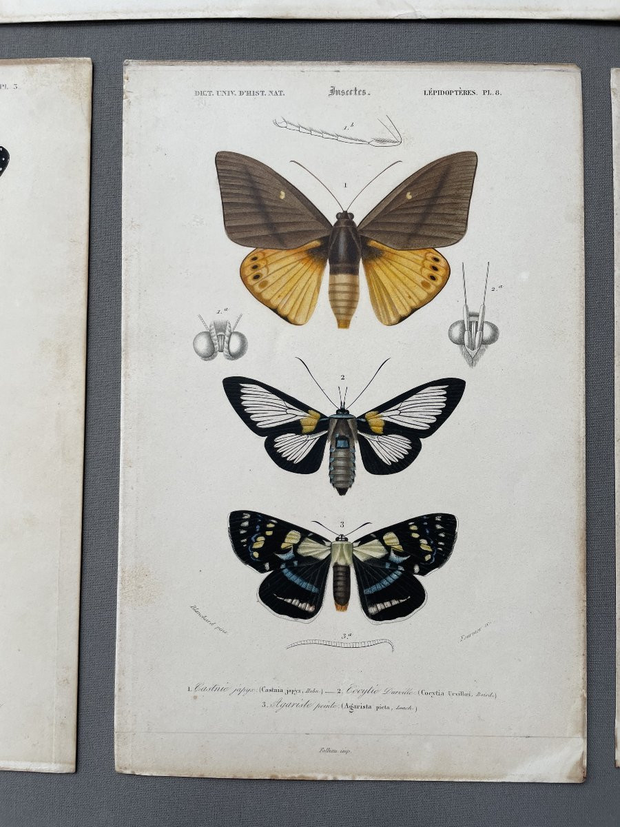 Natural History, Butterflies, Four Watercolor Lithographs-photo-4